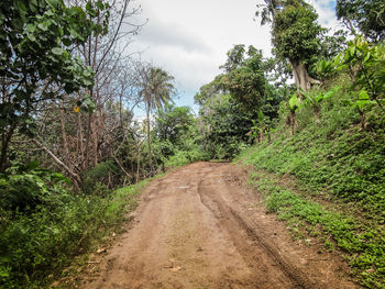 Road amidst trees in forest against sky