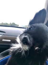 Close-up of dog in car