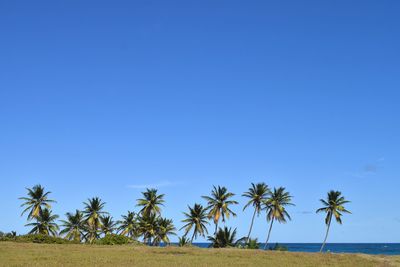 Palm trees against clear blue sky