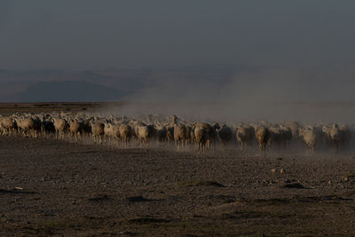 View of animals on field against sky