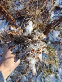 Close-up of snow on tree during winter