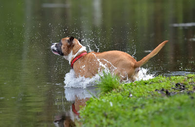 Two dogs in a lake