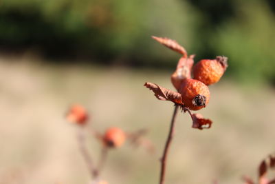 Close-up of red berries growing on plant