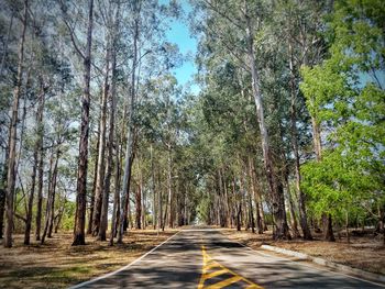 Road amidst trees in forest