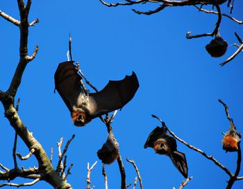 Low angle view of birds perching on tree