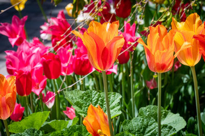 Close-up of tulips