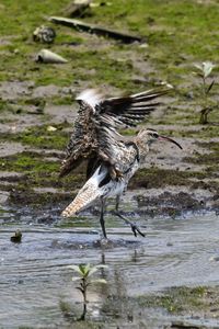 Whimbrel is a frequent visitor here to escape the winter