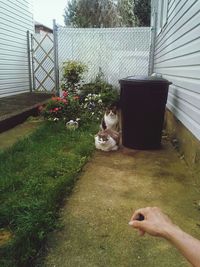 View of plants in backyard