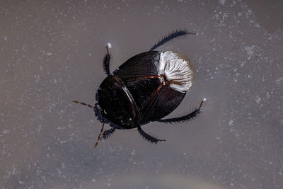 High angle view of black insect