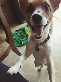 High angle portrait of dog sitting