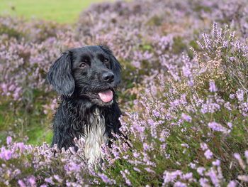 Close-up of a dog on field