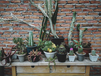 Potted plants against brick wall