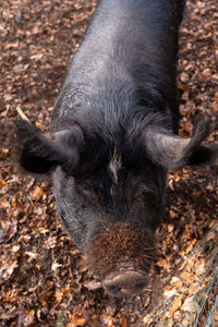 Close-up of pig