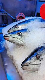 Close-up of object on the wall