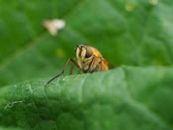 Close-up of insect on leaf