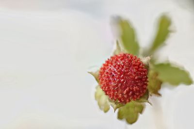 Close-up of strawberries