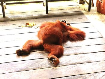 High angle view of cat sleeping on wooden floor