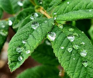 Close-up of wet plant leaves during rainy season
