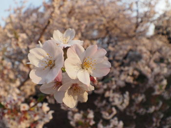 Close-up of white flowers blooming in park