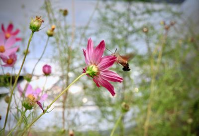 Close-up of insect flying over pink flower