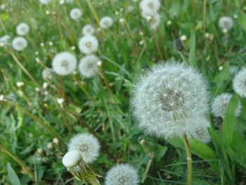 Close-up of dandelion blooming outdoors