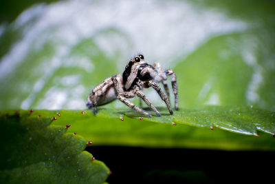 Close-up of spider on plant