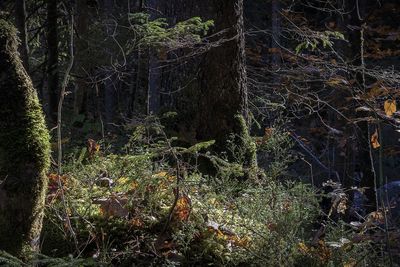 View of trees in forest