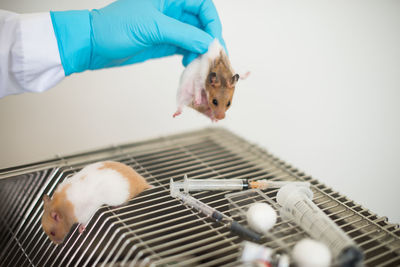 Cropped hand of scientist wearing surgical glove while holding rat at laboratory