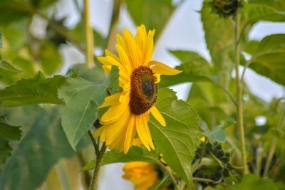 Close-up of bee on yellow flower