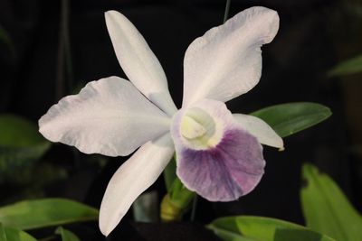 Close-up of white flower