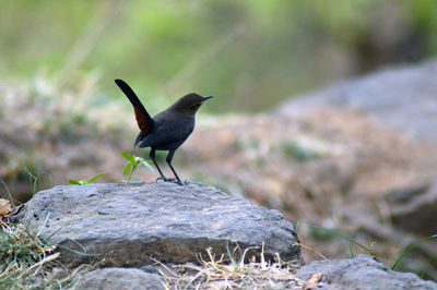 Bird perching on rock