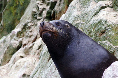 Close-up of sea lion