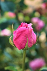 Close-up of pink rose flower