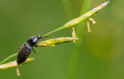 Close-up of ant on leaf