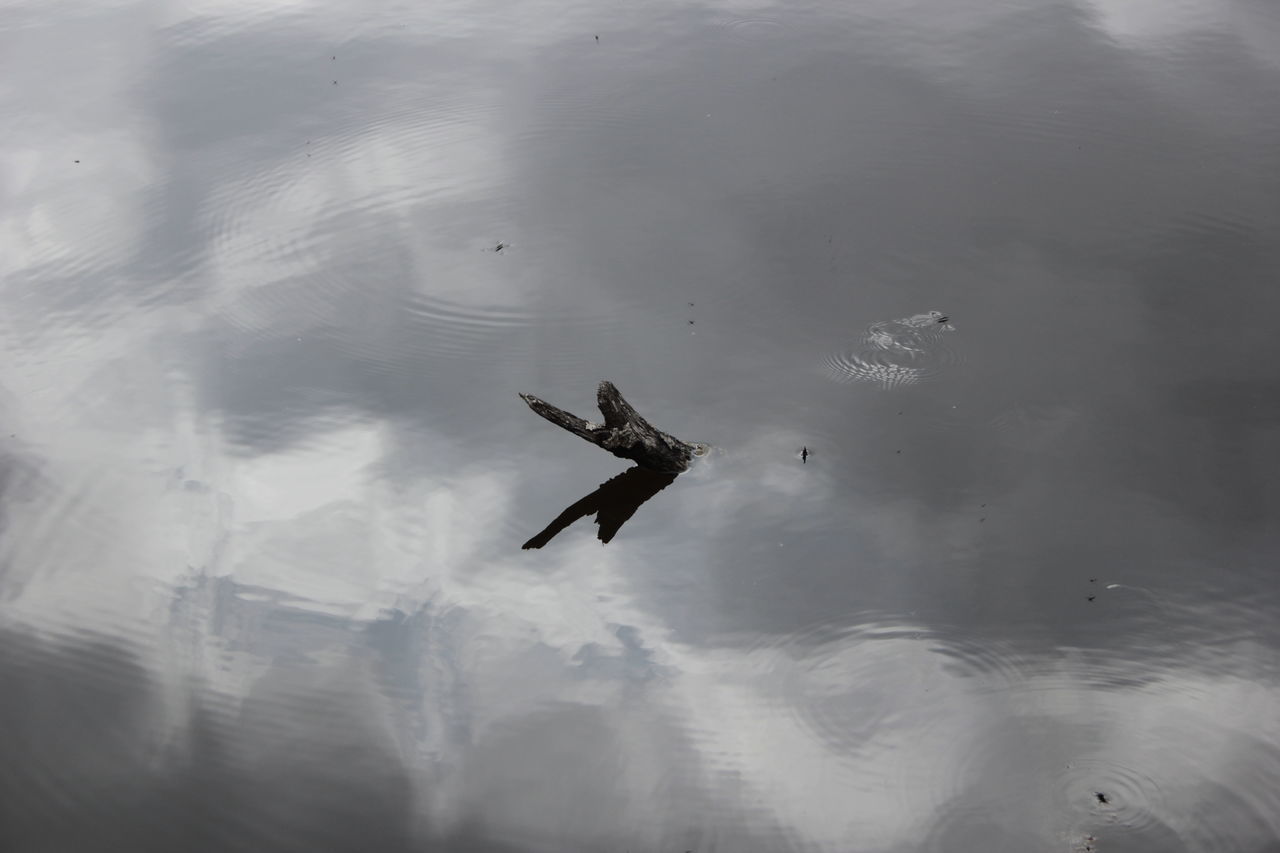 reflection, water, wave, wildlife, nature, animal themes, white, animal wildlife, animal, bird, day, flying, winter, lake, one animal, snow, one person, ice, outdoors, wing, motion, monochrome, high angle view, mid-air, beauty in nature, swimming, full length