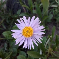 Close-up of purple flower