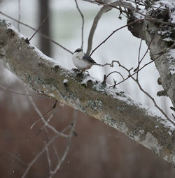 Close-up of snow on bare tree