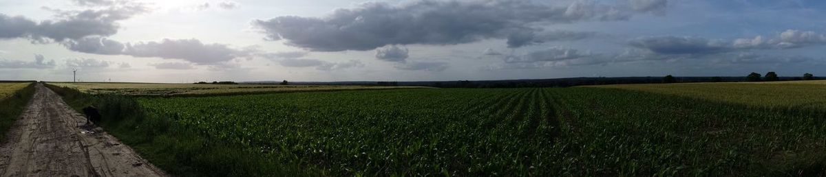 Panoramic view of agricultural field against sky