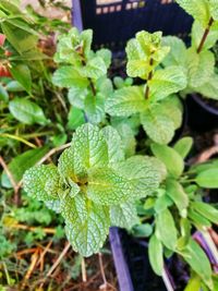 Close-up of green leaves on plant