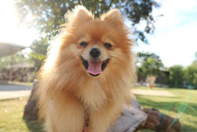 Portrait of dog sticking out tongue