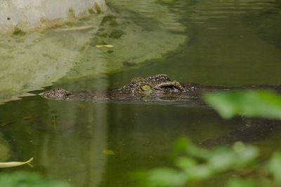 View of turtle swimming in lake