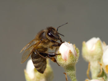 Close-up of bee on flower