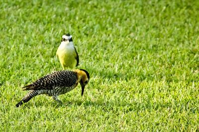 Bird on grassy field