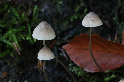 Close-up of mushroom growing on field