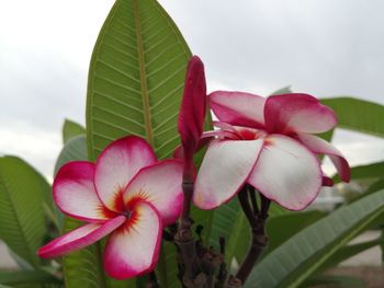 Close-up of pink flowering plant