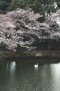 White swans on tree by lake