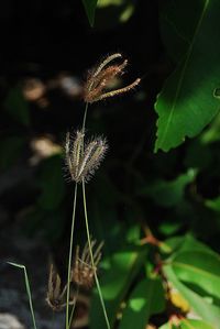 Close-up of fresh plant against sky