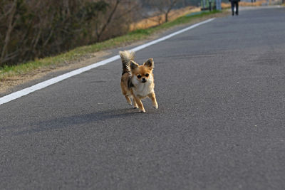 Dog running on road