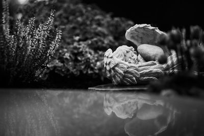 Close-up of flower in water