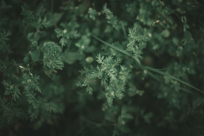 Close-up of fresh green plant